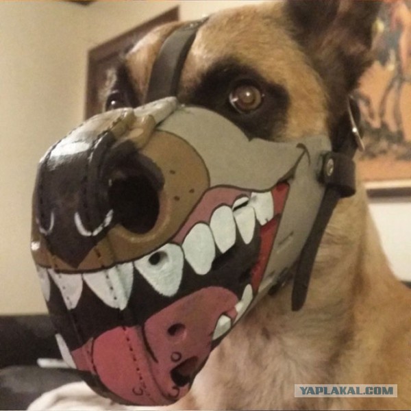 Собака стоматолога