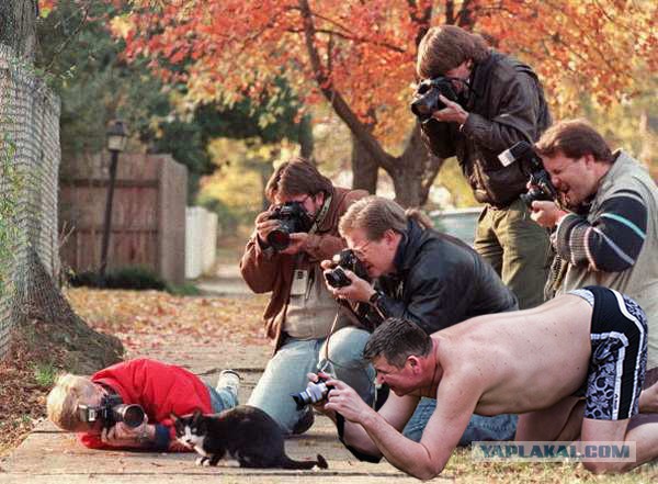 Жаба: Фотолюбитель