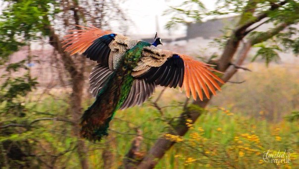 Подборка картинок 29.02.16