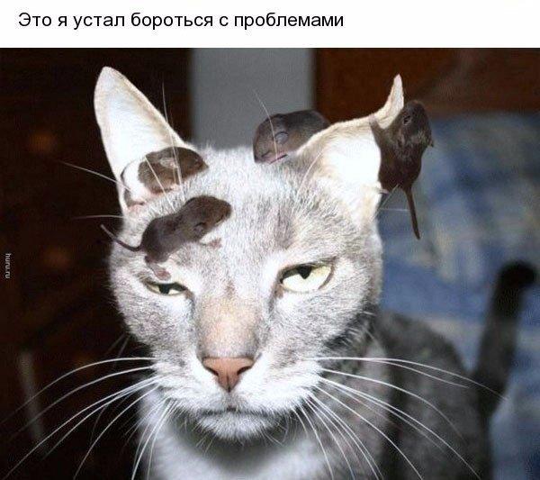 Мохнатые беспредельщики