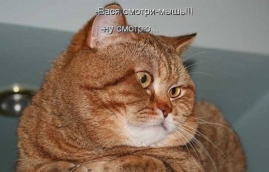 Мохнатые беспредельщики