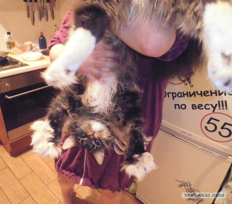 Эх Щас Бы Тяночку Мем