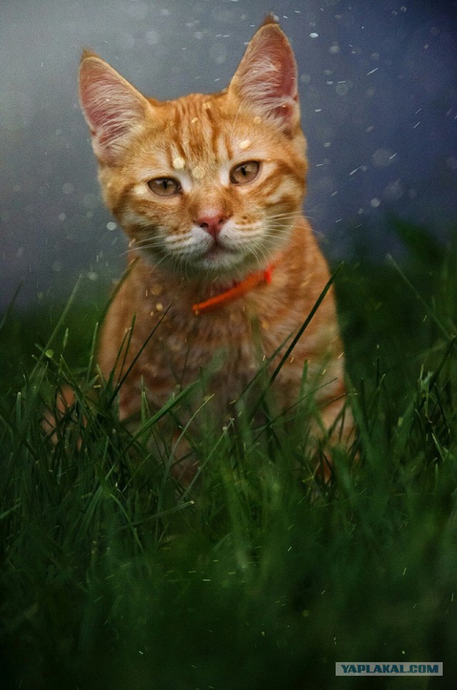 Котовторник 13.09.2016