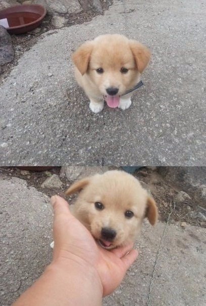 Самые смешные животные