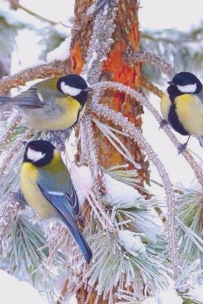 Самые смешные животные