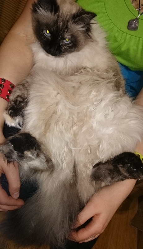 19 шикарных кошек, которые стоят целое состояние