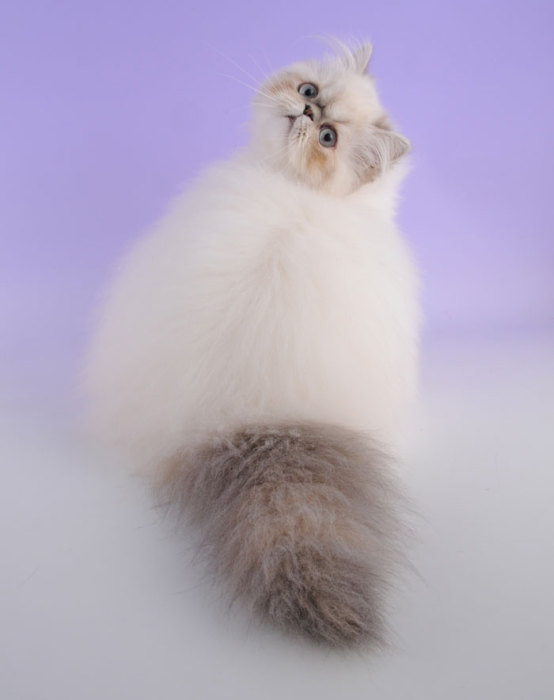 Коты и Кошки