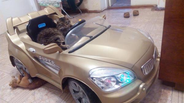 Коты и Кошки