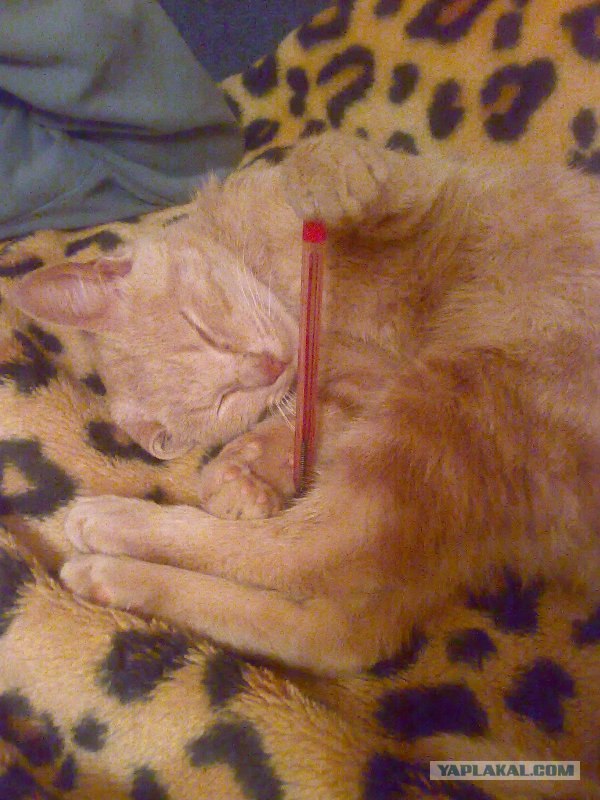 Ура, котовторник! (01.07.2008)