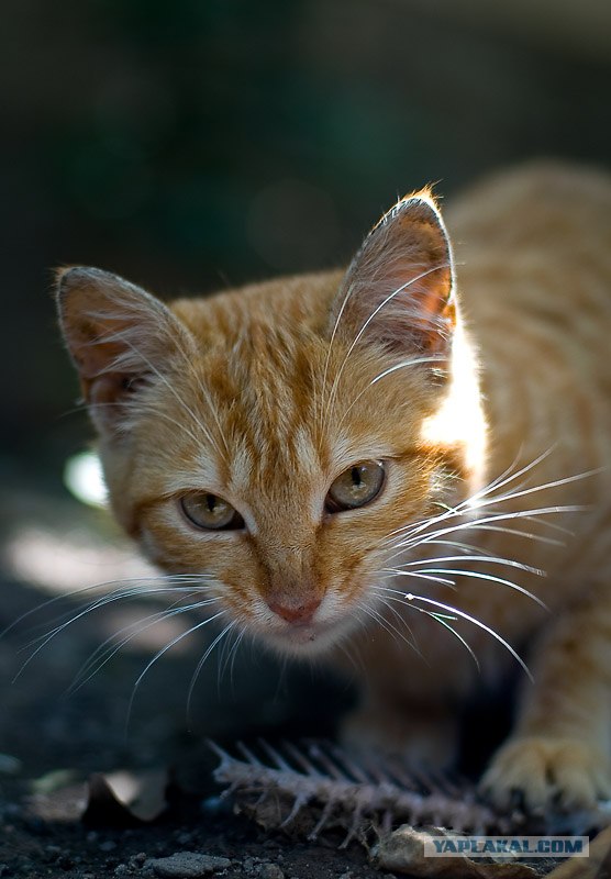 Котовторник ужасов (36 фот)