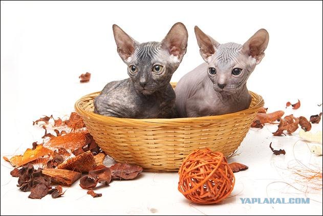 Котовторник (24.03)