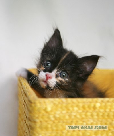 Котовторник, для любителей кошек