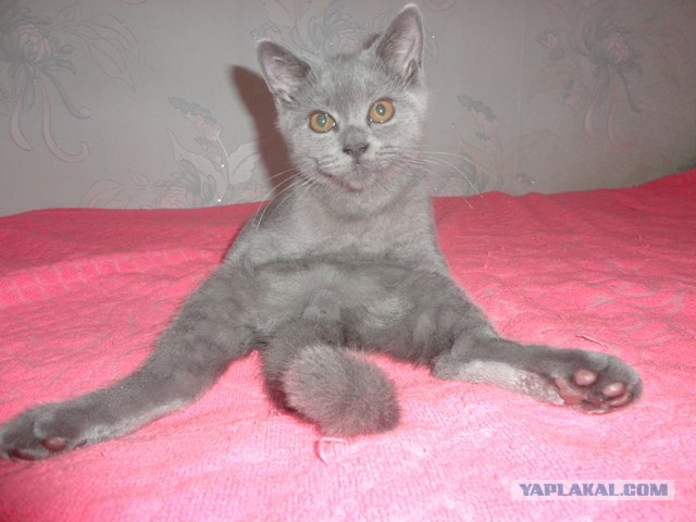 Котовторник: Кошки и ягнёнок