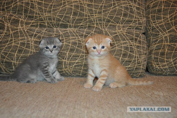 Котовторник 10.04.2012