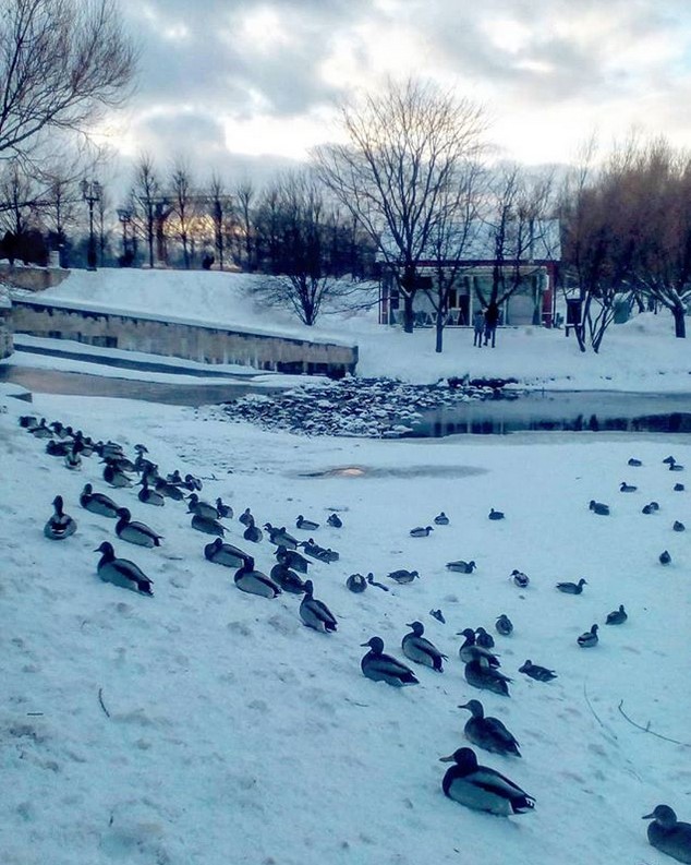 В Москве вторые сутки сильный снегопад, из-за которого сугробы выросли до 44 сантиметров. Немного фотографий заснеженной столицы