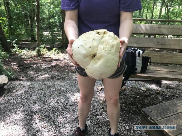 Когда это намного больше, чем мы привыкли видеть