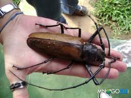 Эти огромные жуки напугают кого угодно
