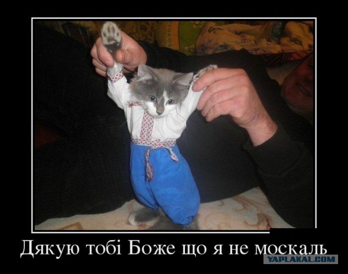 Кот по украински