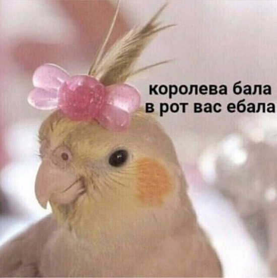 Весёлый полтишок 12.03