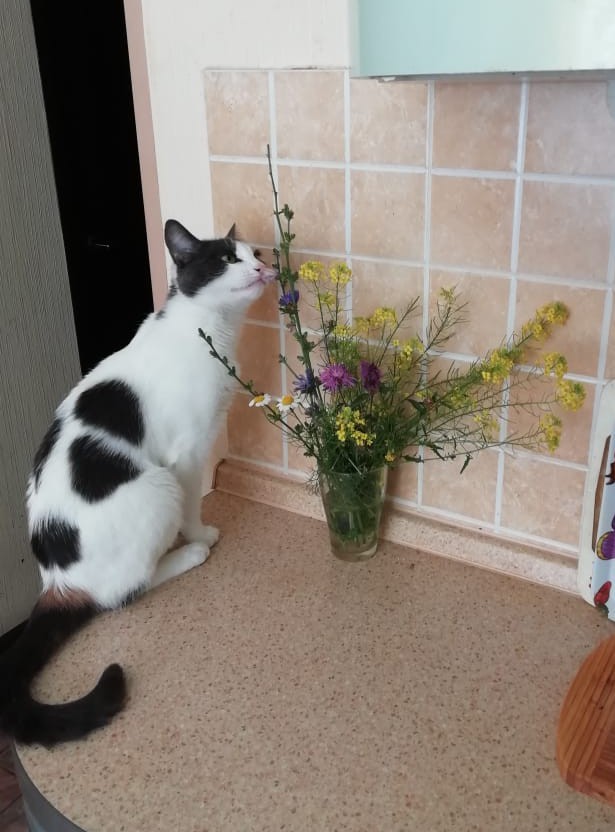 Хоба! Котовторник!