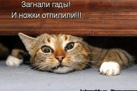 Ну и кто теперь посмеет сказать, что от котов пользы нет?
