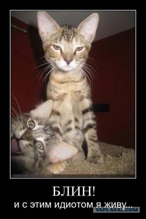 Смешные комментарии из социальных сетей #2