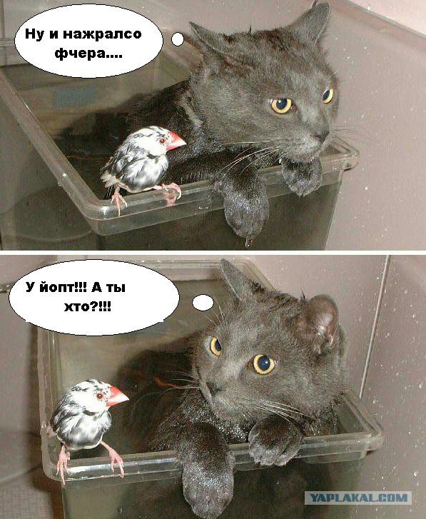 Наркоманский юмор