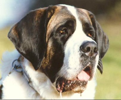 Рекс и зассанец