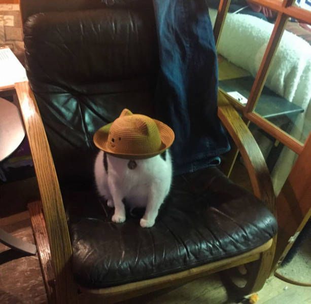 Подборка веселых картинок на выходные