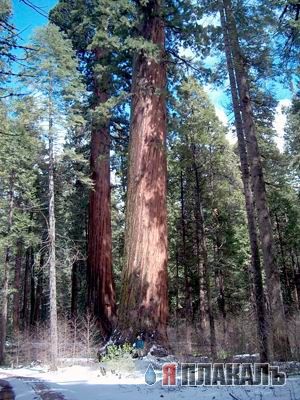 Баобаб! Самое большое дерево