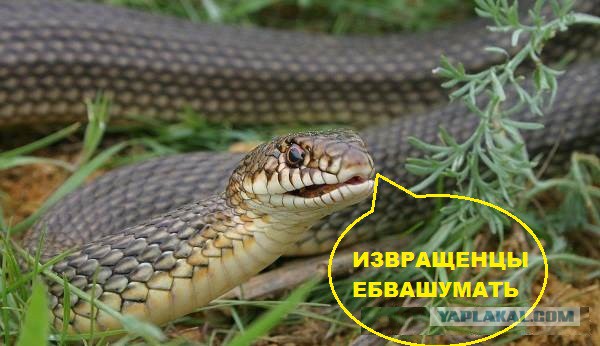 Как различать ядовитых и неядовитых змей