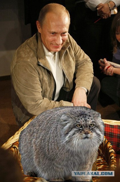 Путину на ДР подарили тигренка