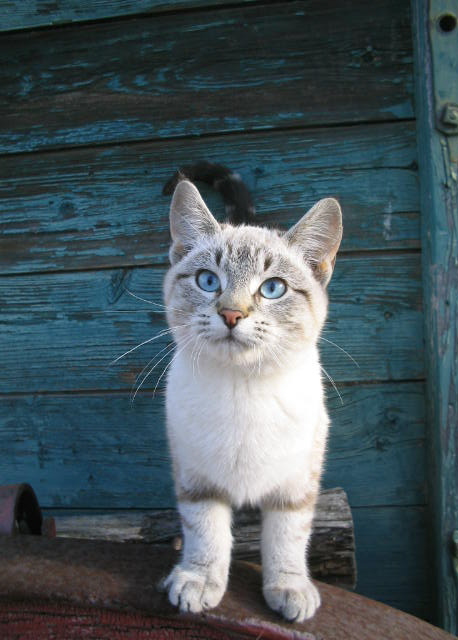 Котовторник (24.03)