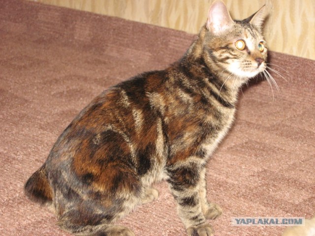 Котовторник, для любителей кошек