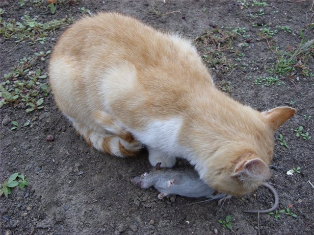 Первый котовторник октября