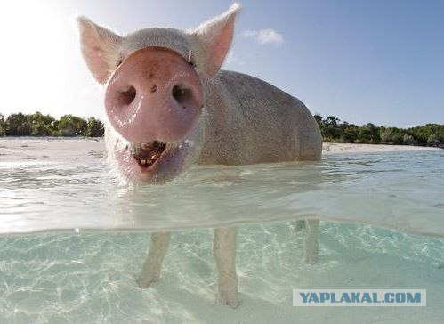 Дикий вепрь