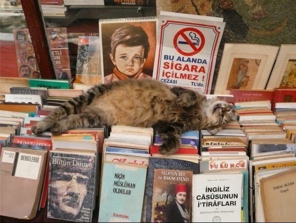 Живность из сети