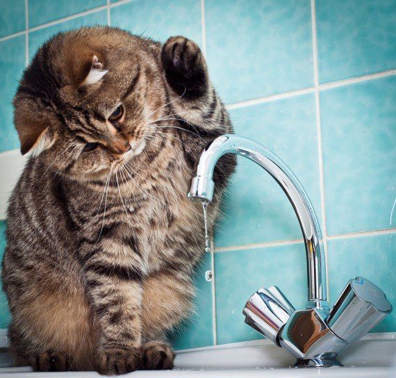 Забавные фото котеек