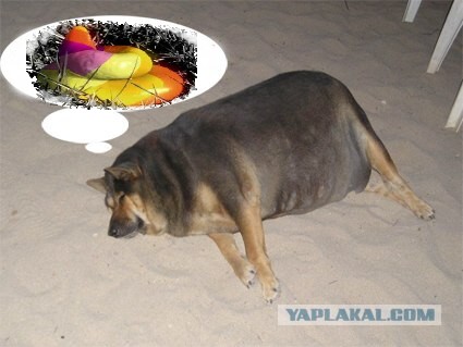 Фотожаба: О чем же думает собака?....