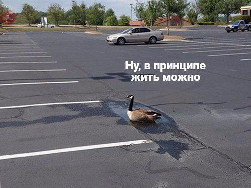 Не шутите с птицами!