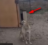 Поющий бездомный пёс. Улан-Удэ