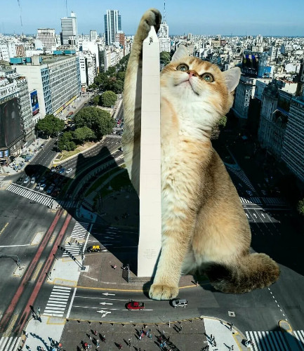 Коты, кругом одни коты ☺