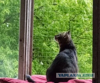 Нашли кошку