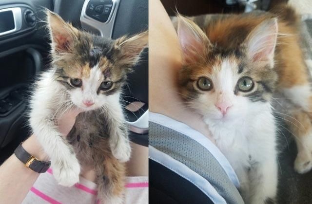 Фото-истории брошенных котеек, до и после