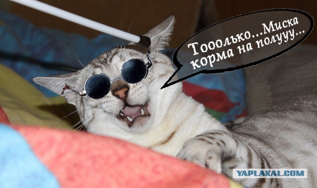 О бенгальских котах на наглядном примере