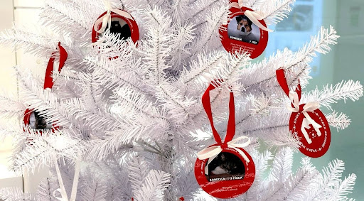 Их новогодние  желания — теплая лежанка и полная миска