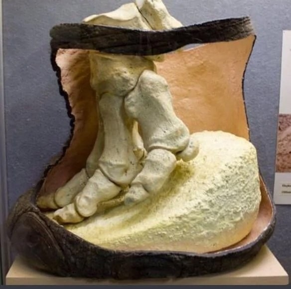 Слоняшке было больно