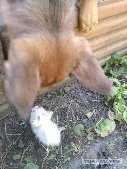 Мой малый друг Мухтар