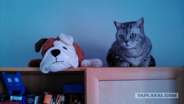 Котовторник 26.08.14.