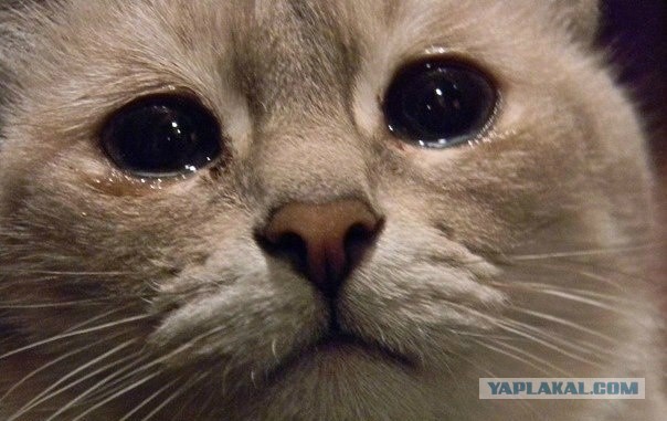 Известные котомемы.